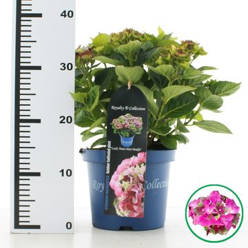 Hydrangea macrophylla ROYALTY COLLECTION LADY MATA HARI