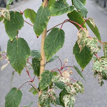Acer x conspicuum 'Red Flamingo'