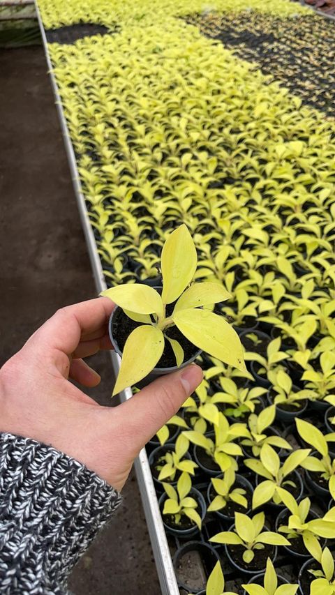 Filodendron scandens 'Lemon Lime'