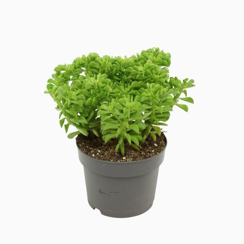 Peperomia dolabriformis