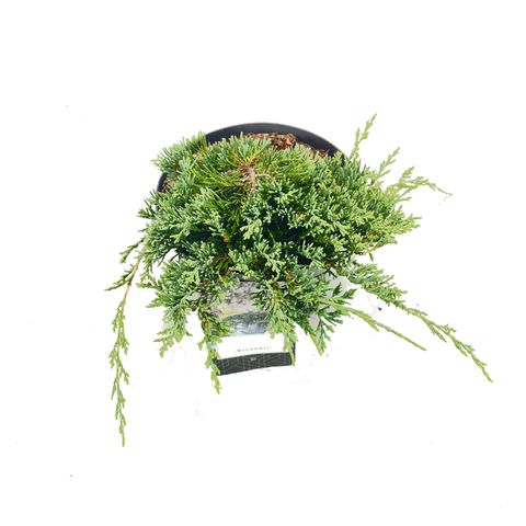 Juniperus horizontalis 'Wiltonii'