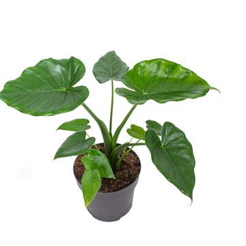 Alocasia 'Tropical Green'