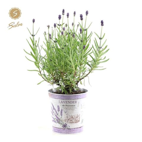 Lavandula angustifolia 'Felice'