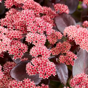 Sedum telephium BLACK KNIGHT