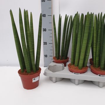 Sansevieria cylindrica 'Straight'