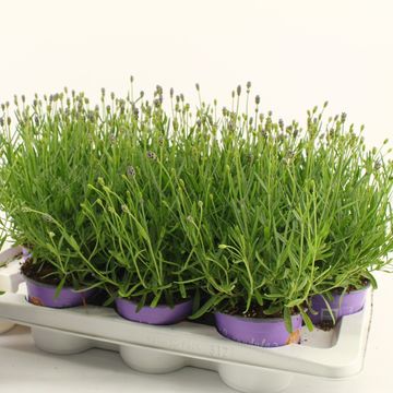 Lavandula angustifolia 'Essence Purple'