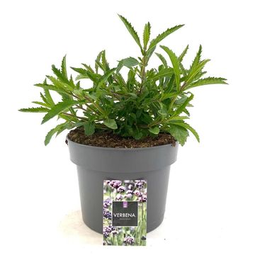 Verbena bonariensis