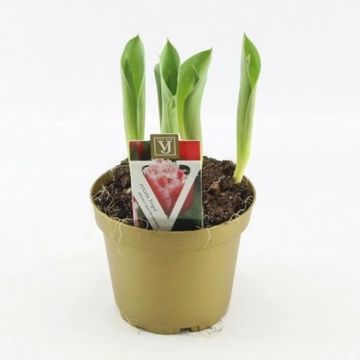 Tulipa 'New Santa'