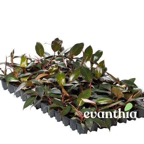 Filodendron 'Pink Princess'