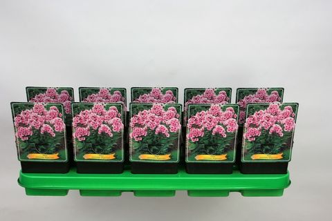 Phlox 'Bright Eyes'