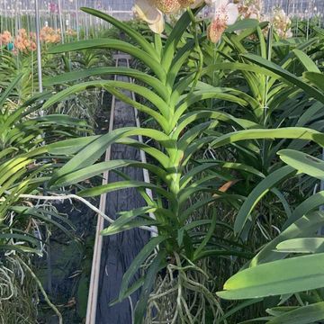Vanda YELLOW 339 XXL