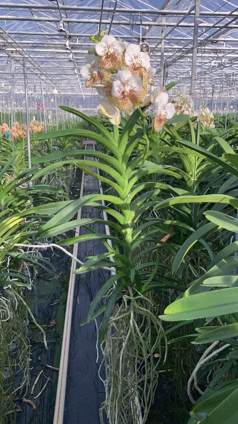 Vanda YELLOW 339 XXL