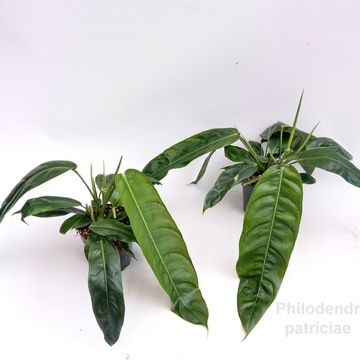 Filodendron patriciae