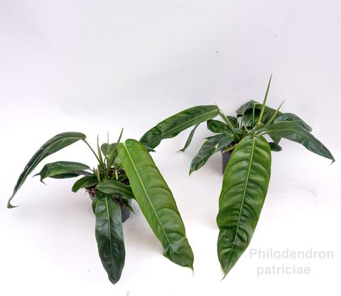 Philodendron patriciae