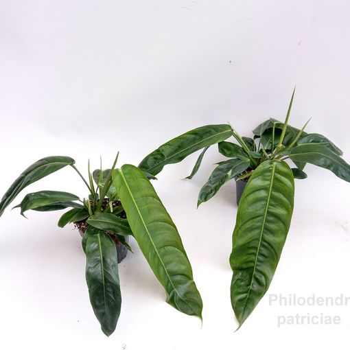 Philodendron patriciae