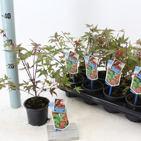 Acer palmatum 'Beni-maiko'