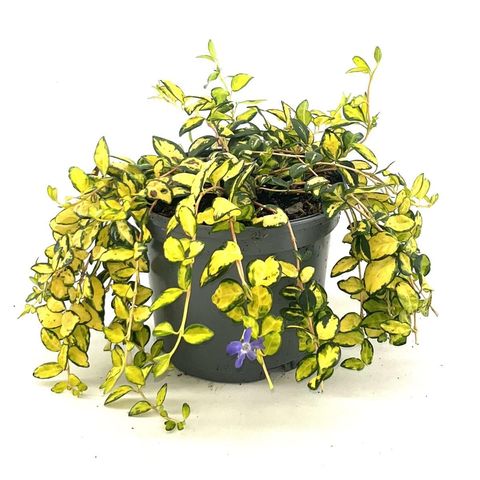 Vinca minor ILLUMINATION