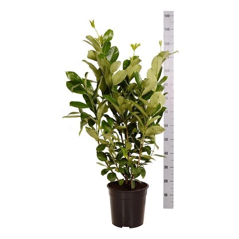 Prunus laurocerasus 'Rotundifolia'