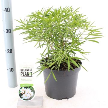 Choisya 'Aztec Pearl'