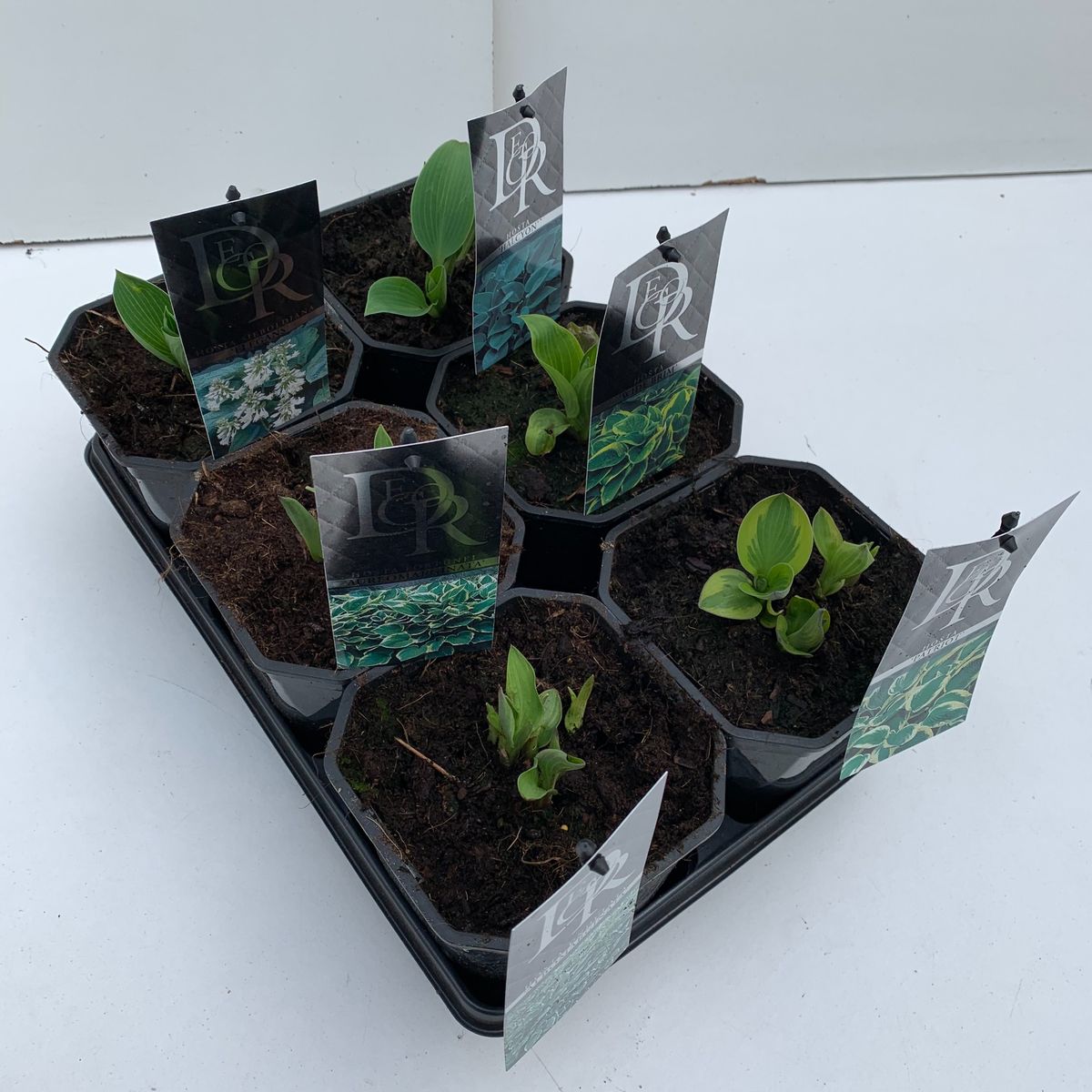 Hosta MIX — Plant Wholesale FlorAccess