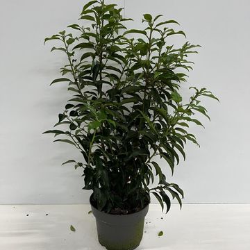 Prunus lusitanica 'Angustifolia'