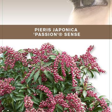 Pieris japonica 'Passion'
