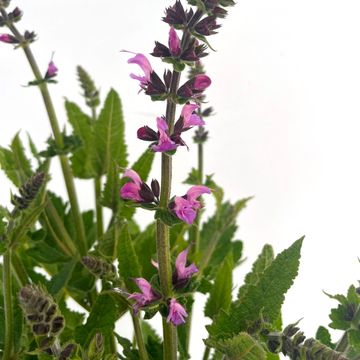 Salvia 'Pretty in Pink'