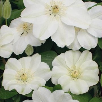 Clematis 'Гернси Крим' (EL)