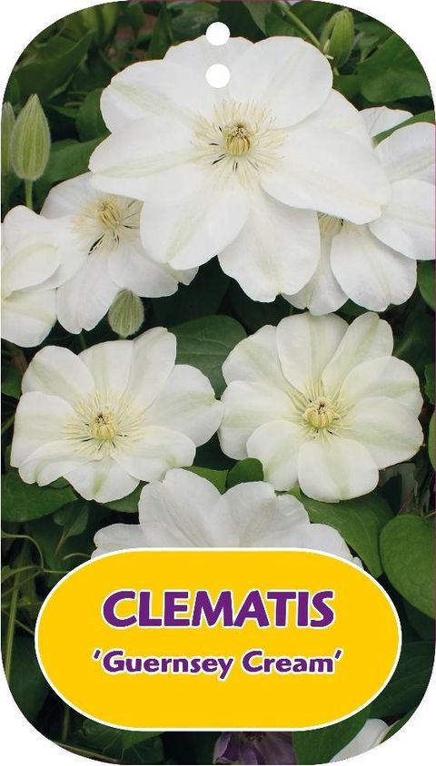 Clematis 'Guernsey Cream' (EL)