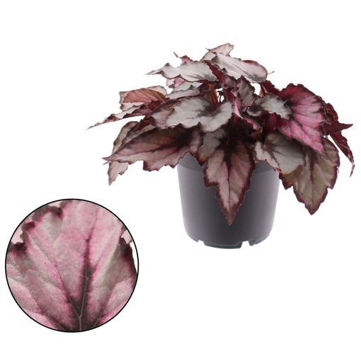 Begonia MAGIC COLOURS MAGMA