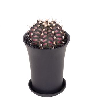 Gymnocalycium T-REX PINK