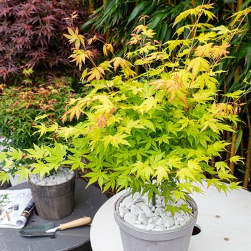 Acer palmatum 'Оранж Дрим'