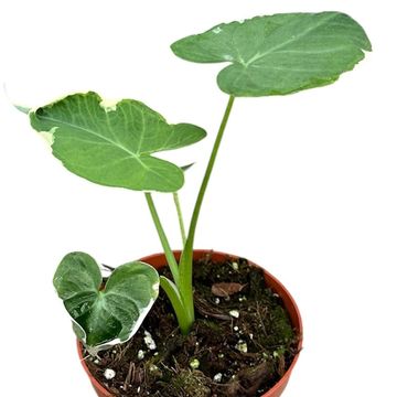 Xanthosoma sagittifolium 'Variegatum Monstrosum'