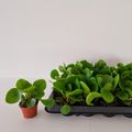 Pilea peperomioides