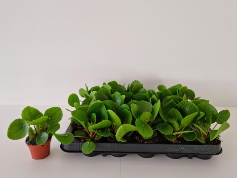 Pilea peperomioides