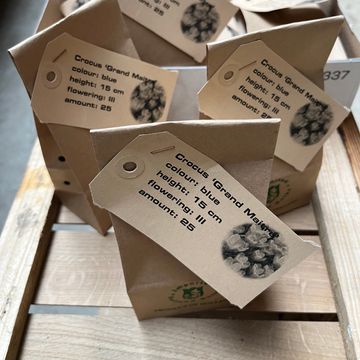 Crocus vernus 'Grand Maître'