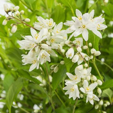 Deutzia YUKI SNOWFLAKE