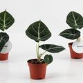 Alocasia 'Black Velvet'