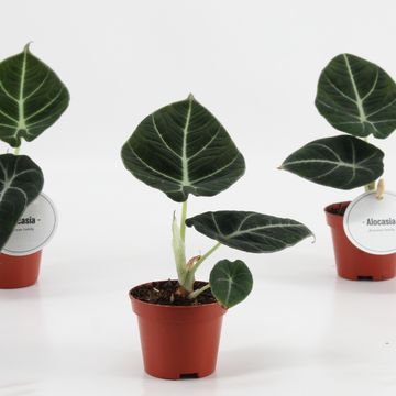Alocasia 'Black Velvet'