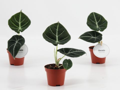 Alocasia 'Black Velvet'