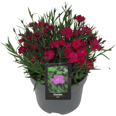 Dianthus TIIU