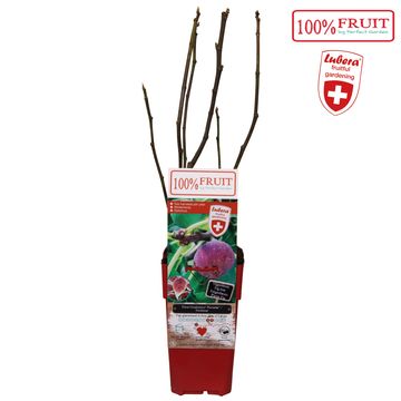 Ficus carica 'Gustissimo Perretta'