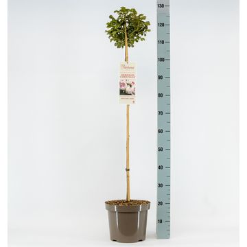 Rosa HERZOGIN CHRISTIANA