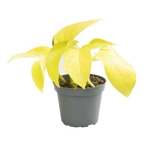 Epipremnum pinnatum 'Neon'