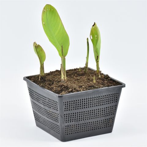 Canna 'Cannasol Happy Isabel'