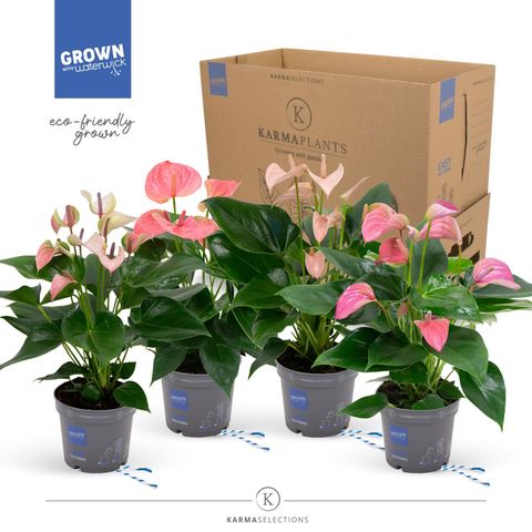 Anthurium MIX