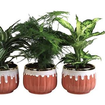 Φυτά εσωτερικού χώρου MIX