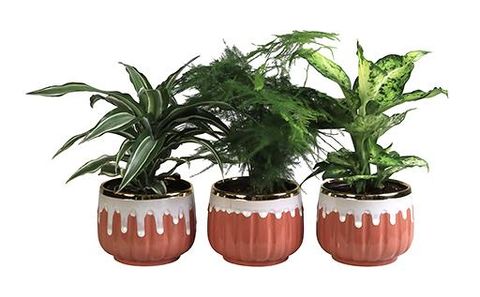 Φυτά εσωτερικού χώρου MIX