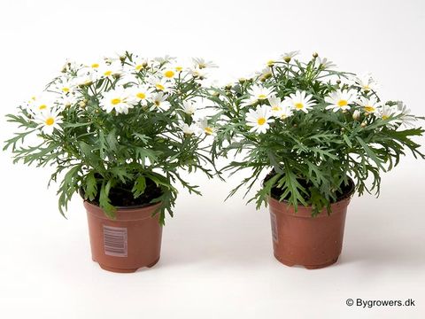 Argyranthemum frutescens 'Dana'