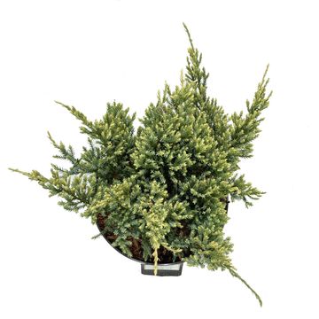 Juniperus squamata 'Dream Joy'